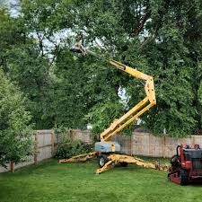 Best Tree Cabling and Bracing  in Jamestown, CA