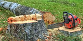 Best Root Management and Removal  in Jamestown, CA