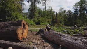 How Our Tree Care Process Works  in  Jamestown, CA