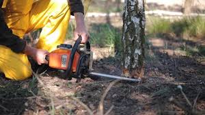 Reliable Jamestown, CA Tree Removal Solutions