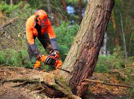 Best Firewood Processing and Delivery  in Jamestown, CA
