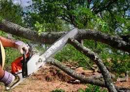Best Tree and Shrub Care  in Jamestown, CA