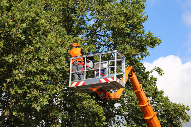 Best Tree Trimming and Pruning  in Jamestown, CA