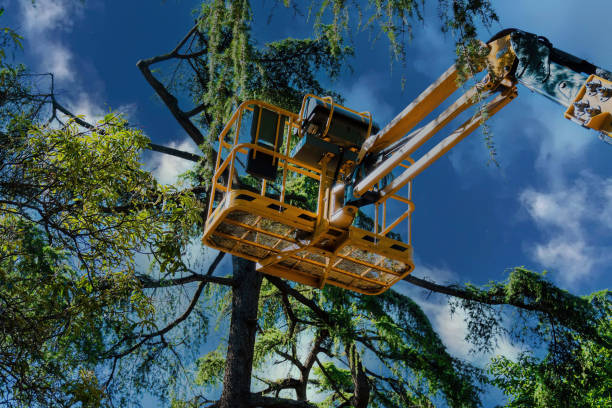 Best Hazardous Tree Removal  in Jamestown, CA
