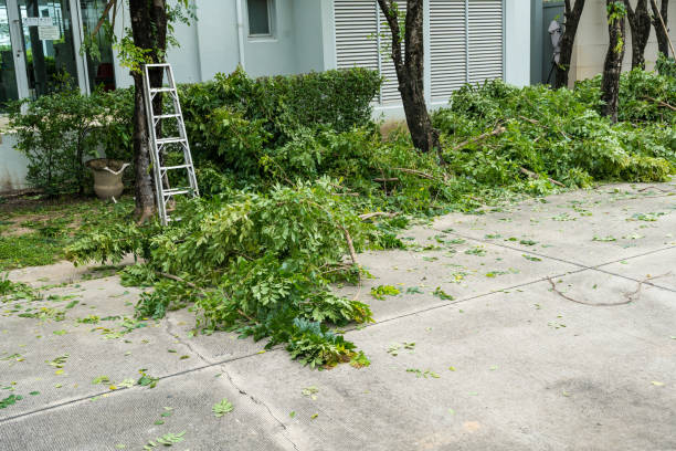 Best Tree Mulching  in Jamestown, CA