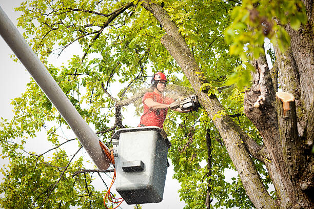Best Tree Risk Assessment  in Jamestown, CA