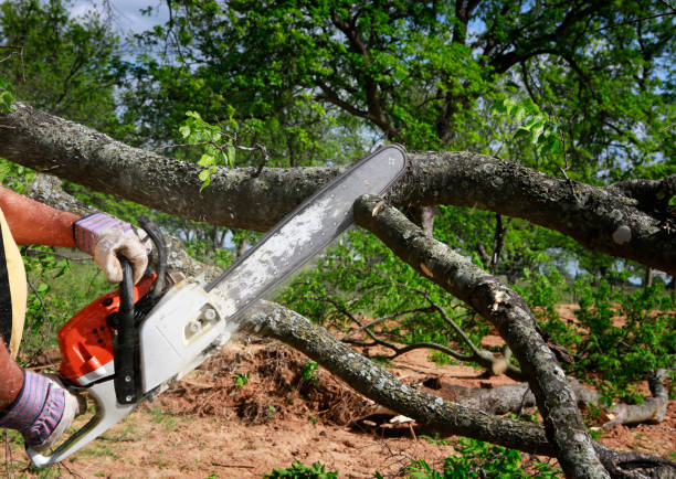 Best Tree Health Inspection  in Jamestown, CA